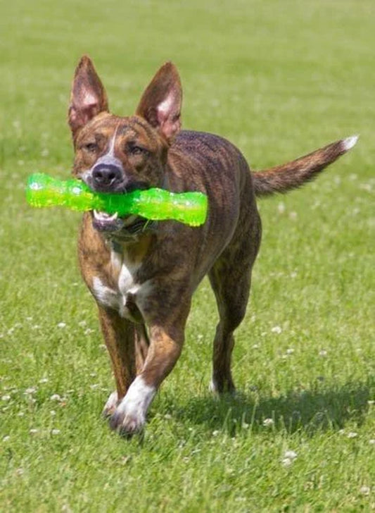 Super Squeaky Dog Toy, Green