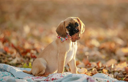 Flower Dog Collar