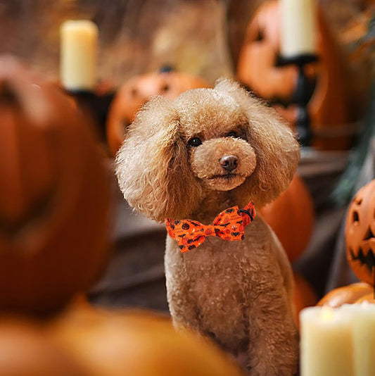 Fall Bat Halloween Dog Collar