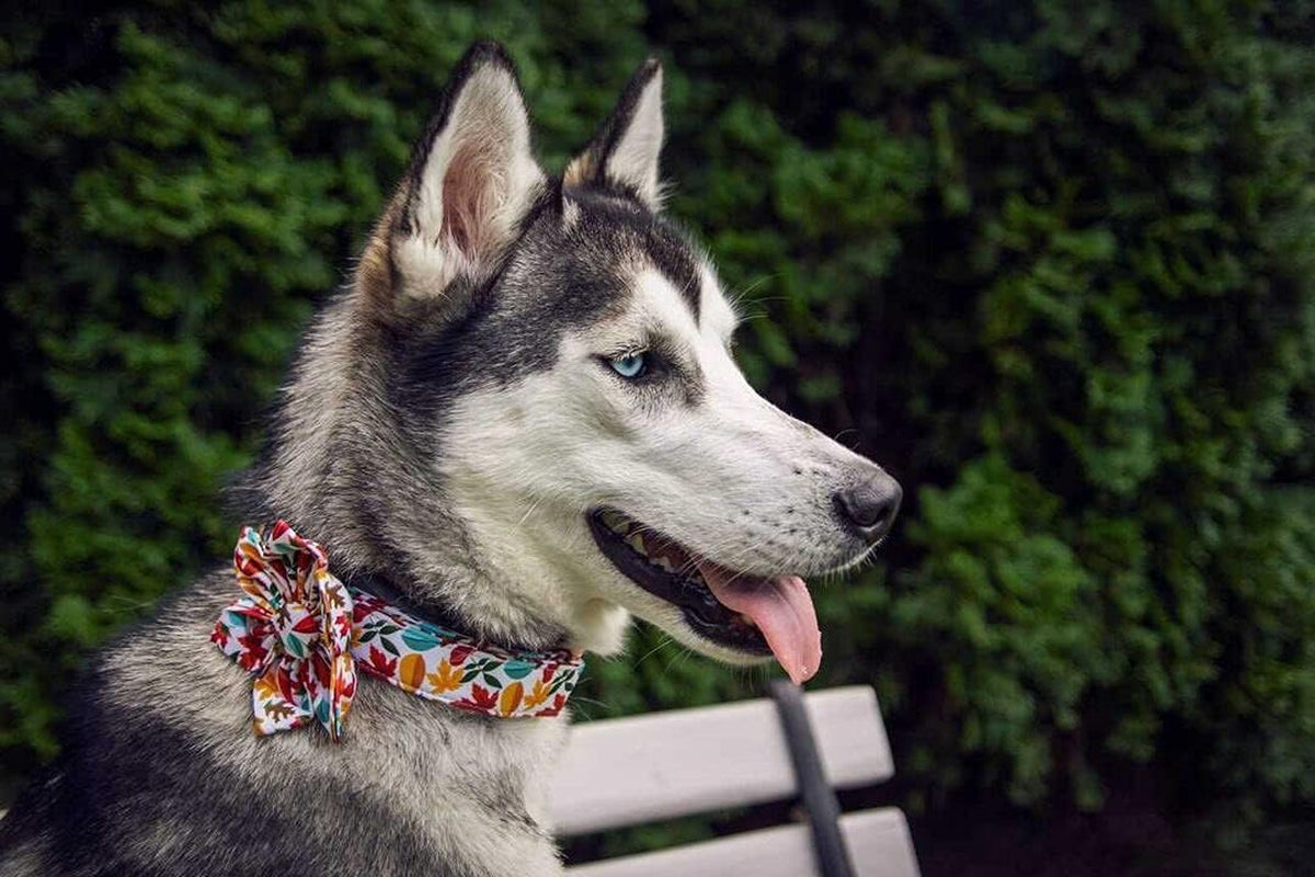 Flower Dog Collar